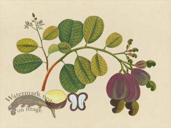 Far East Fruit and Flowers 19